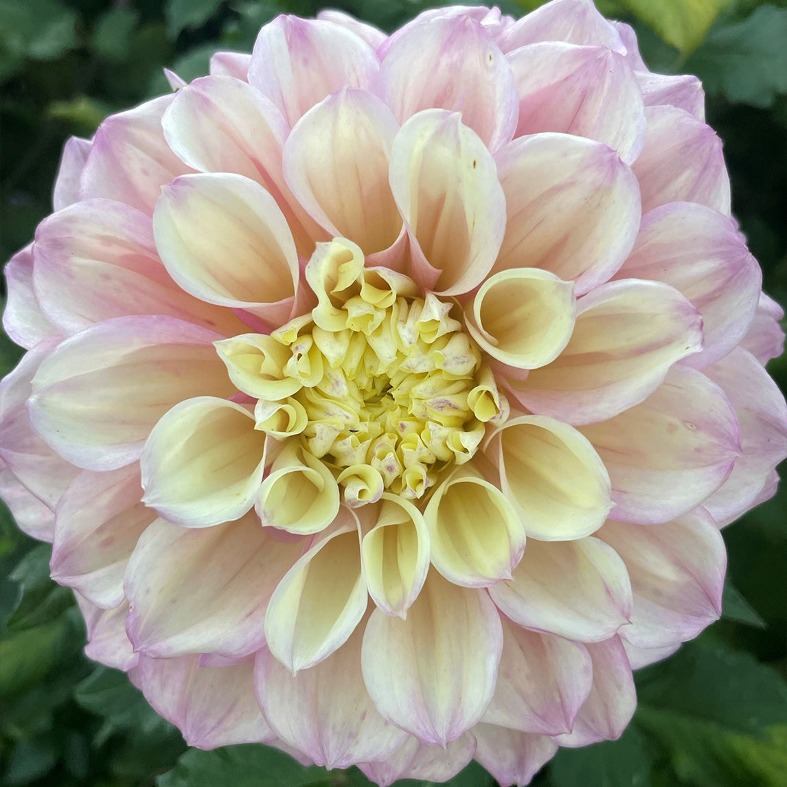 Dahlia 'Sugartown Sunrise'