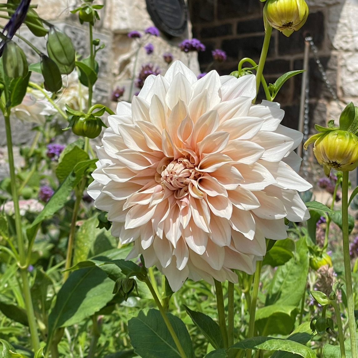 Dahlia &#39;Cafe Au Lait&#39;