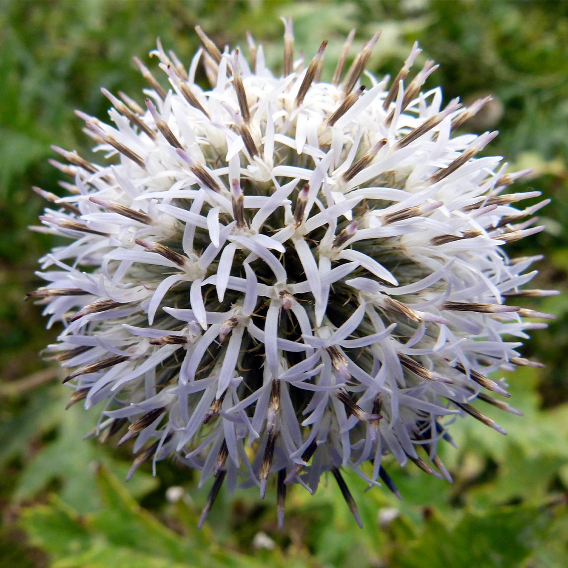 Echinops 'Arctic Glow'