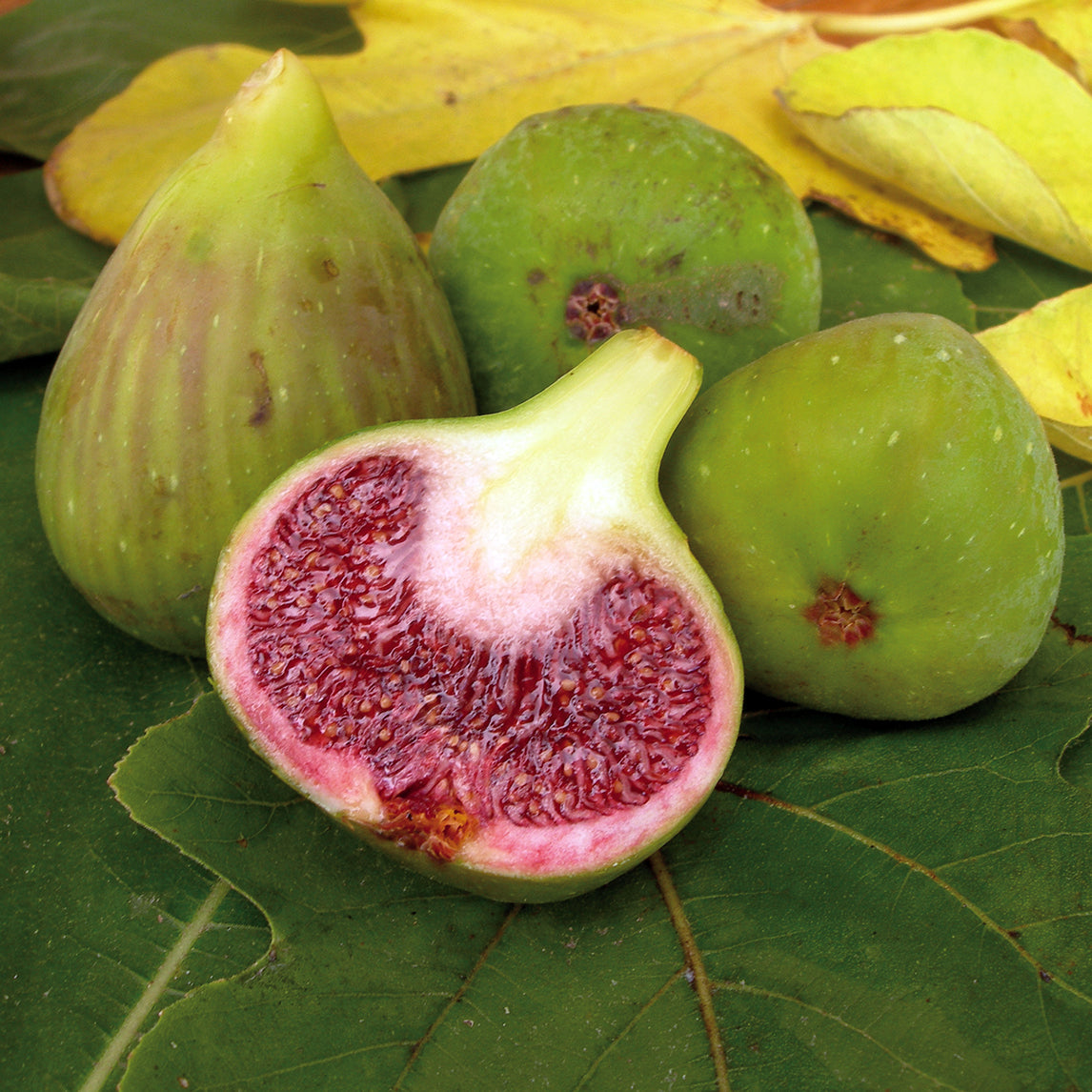 Fig &#39;White Adriatic&#39;