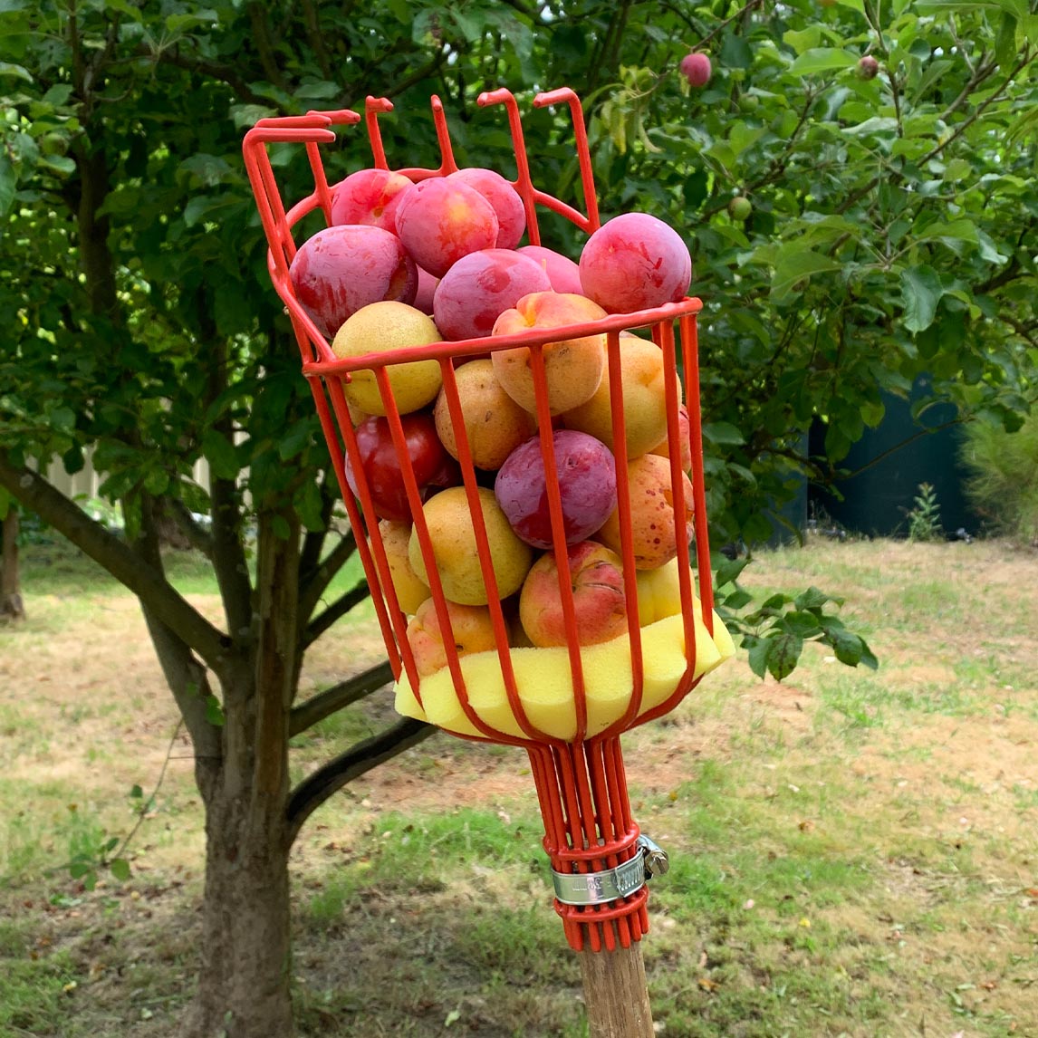 Fruit Picker (Head Only)