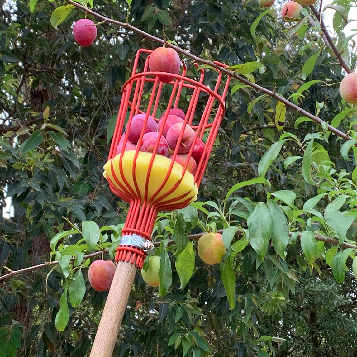 Fruit Picker (Head Only)