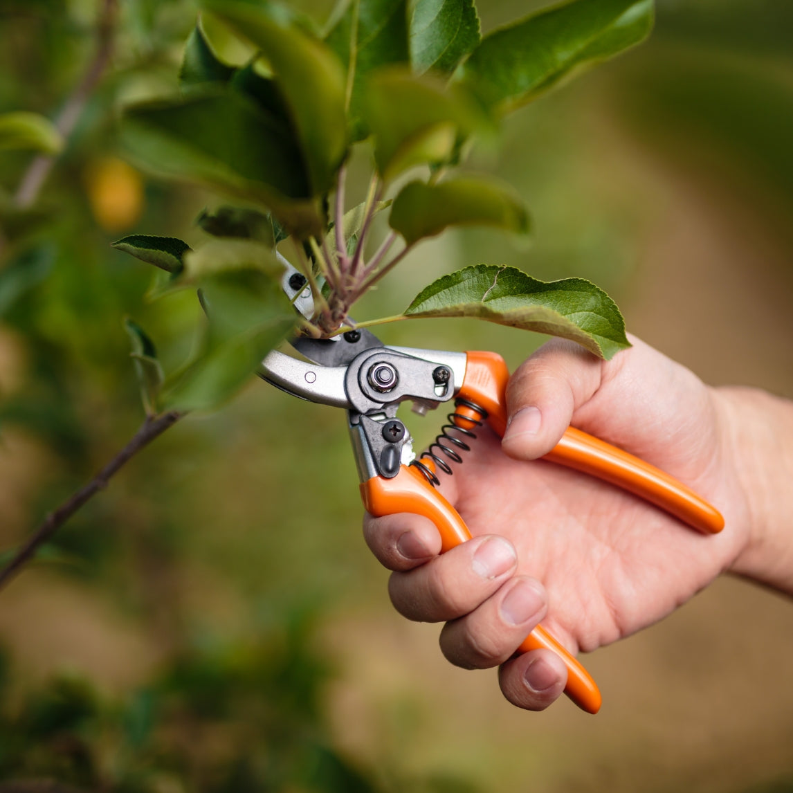 Fruit Trees and Summer Pruning Workshop