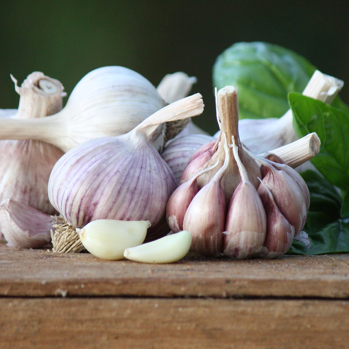 Garlic &#39;Australian Purple&#39; (2 Heads)