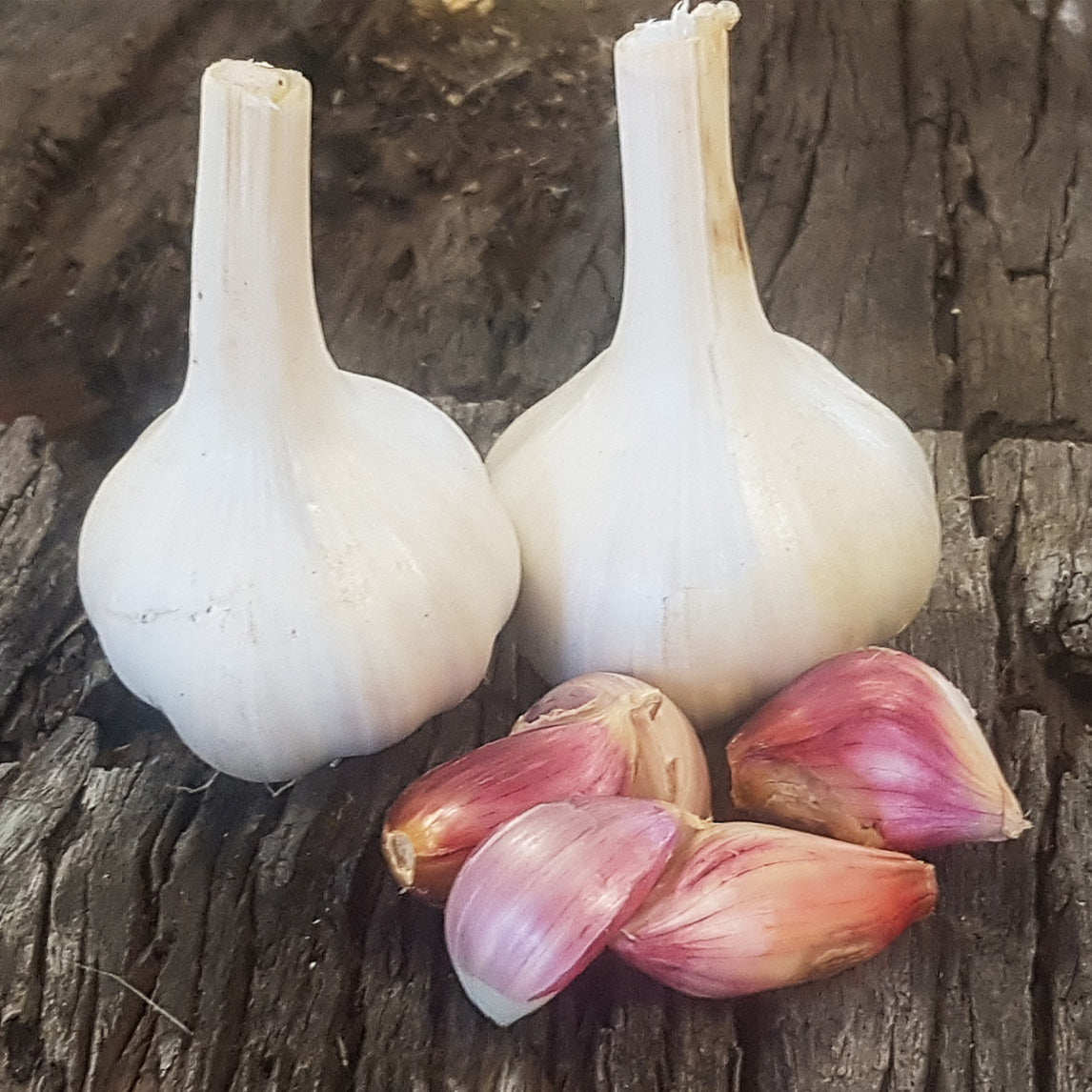 Garlic 'Hillston' (2 Heads)