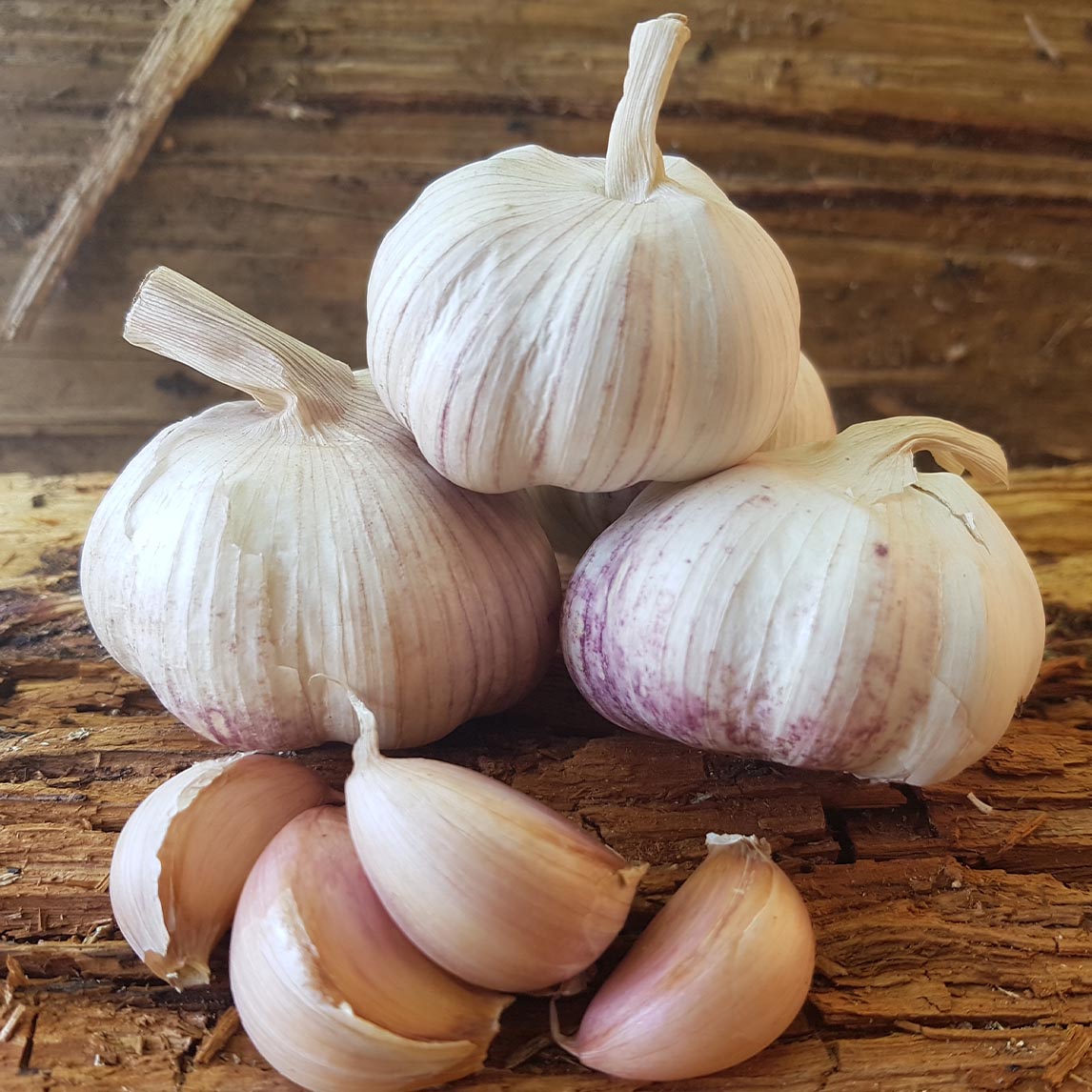 Garlic - New Zealand Red (2 Heads)