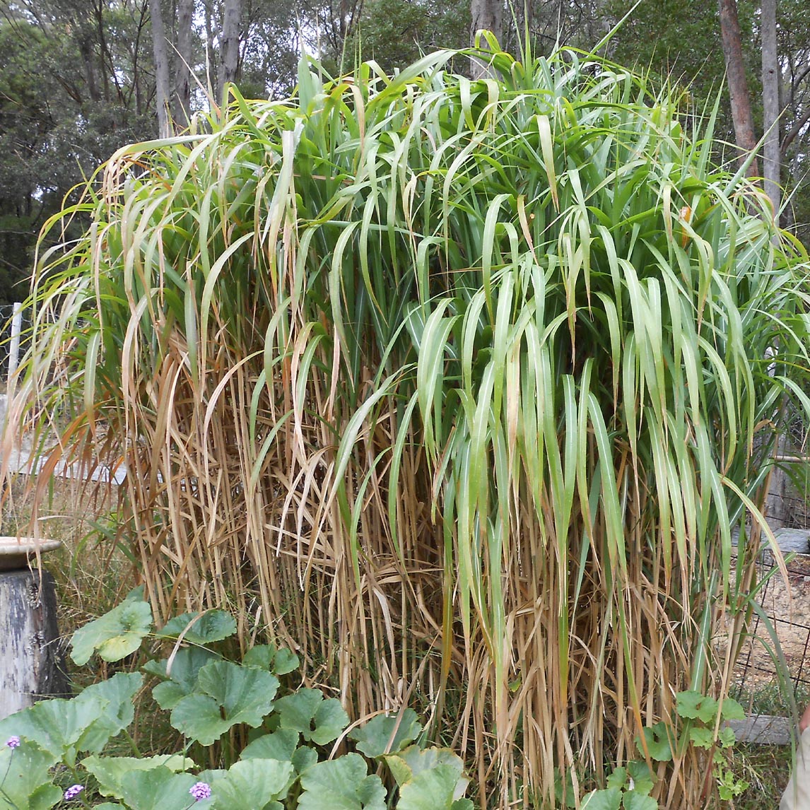 Giant Miscanthus