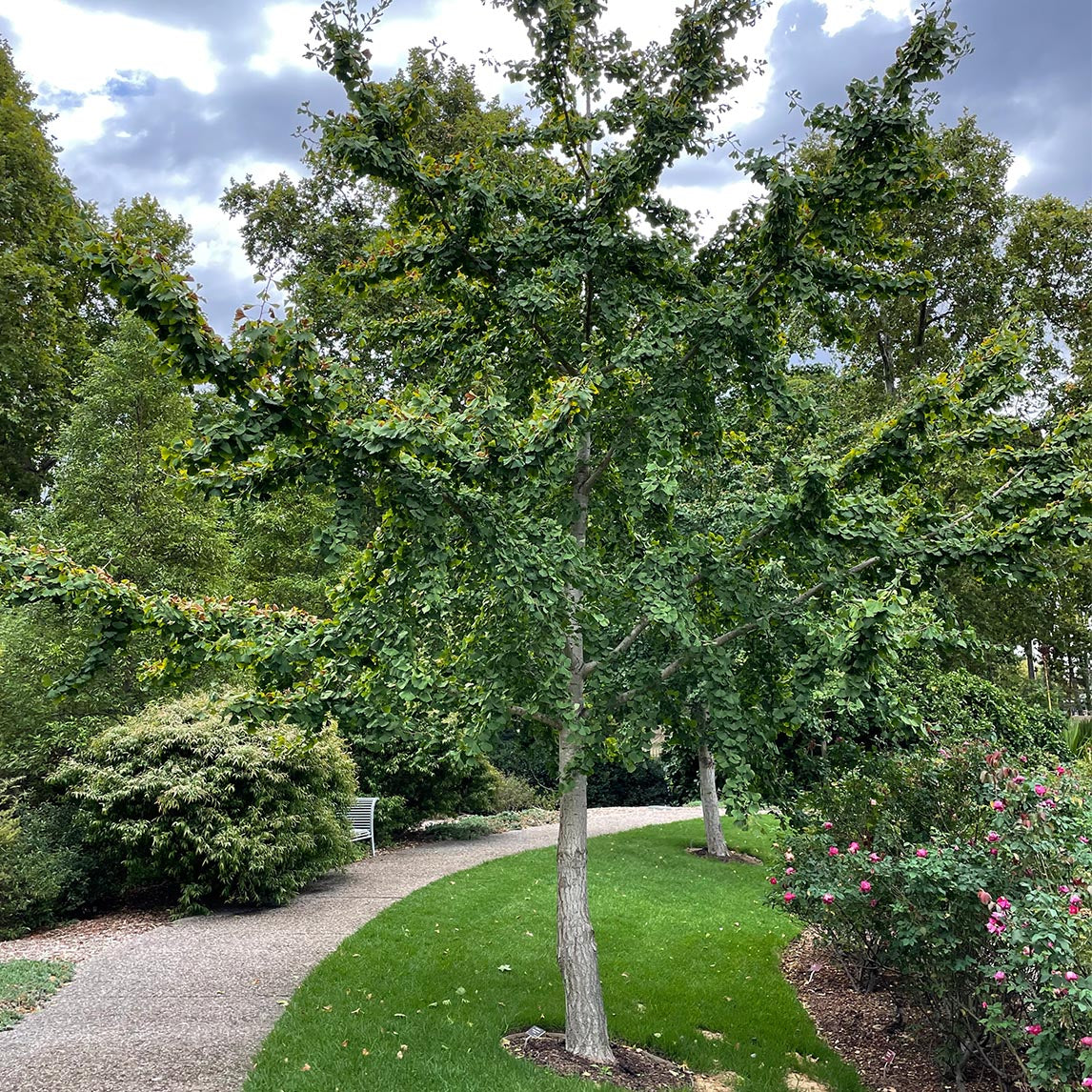 Ginkgo