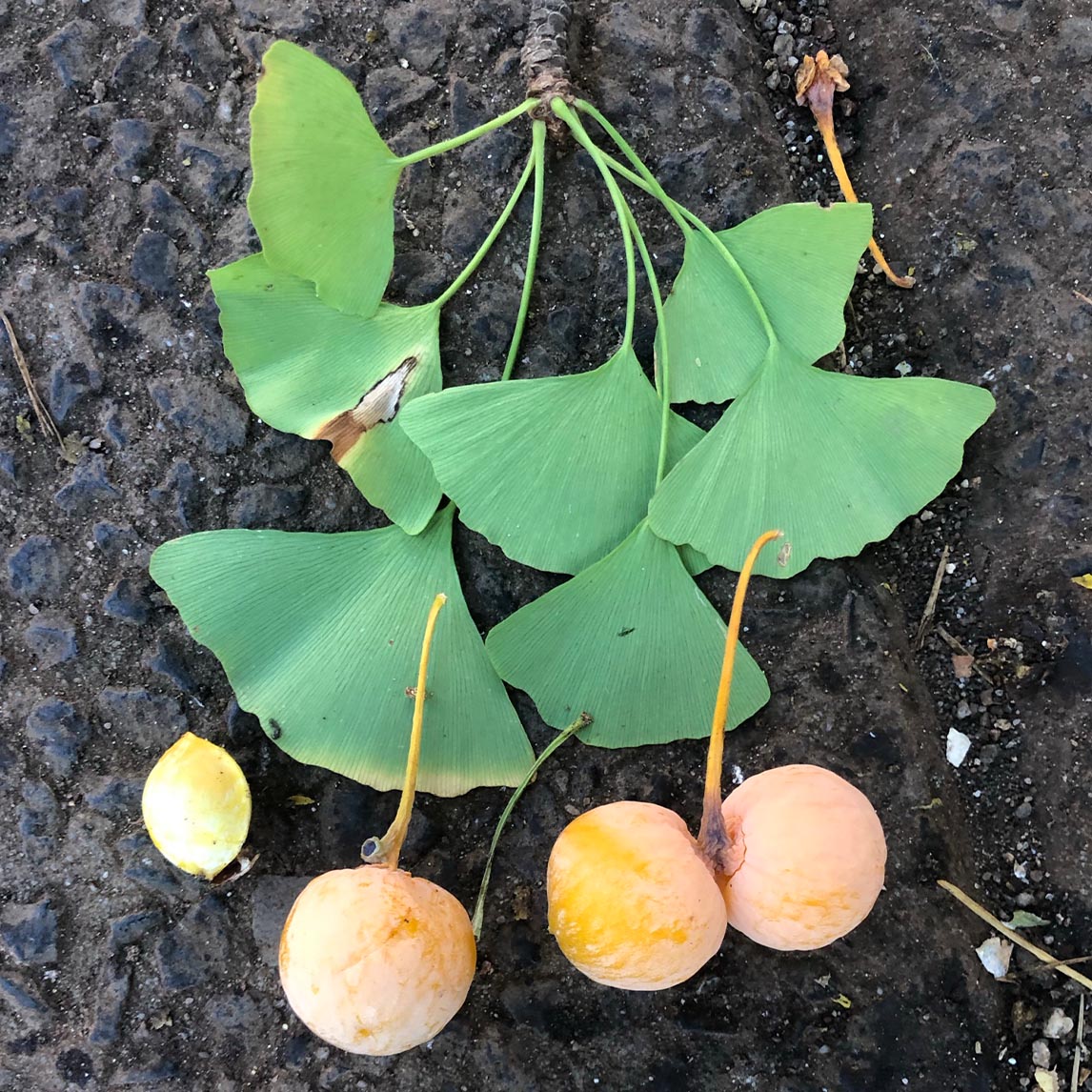 Ginkgo