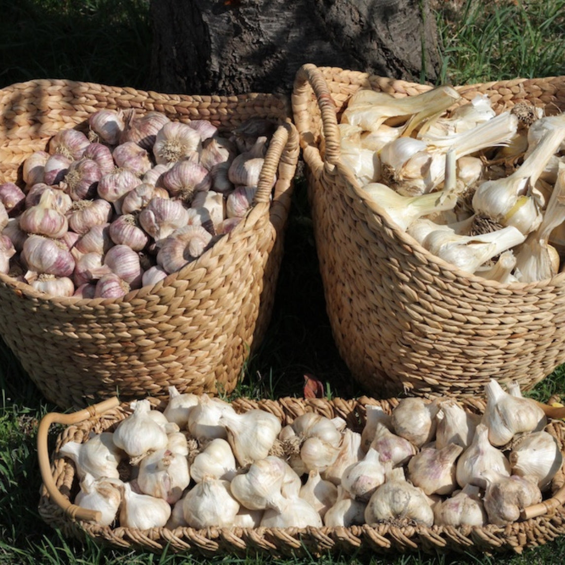 Late Harvest Garlic Collection (6 heads)