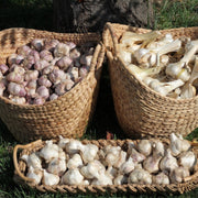 Late Harvest Garlic Collection (6 heads)