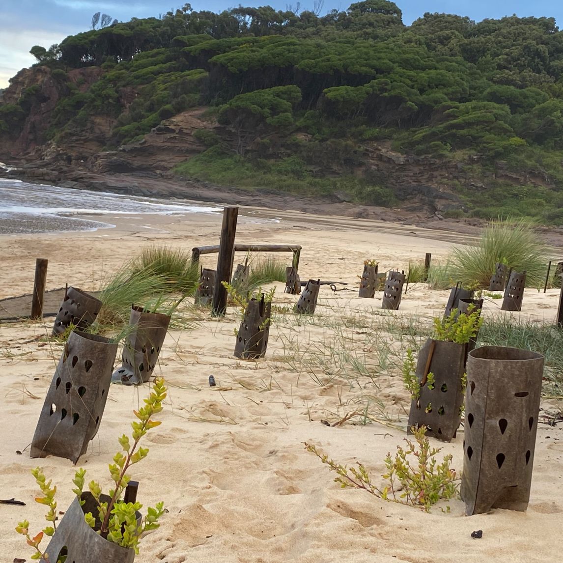 Biodegradable Tree Guard - Australian made