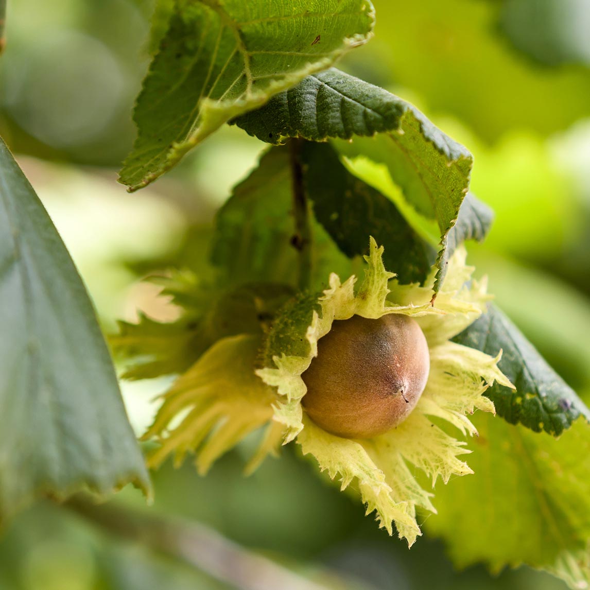 Hazelnut Pollinating Duo - Ennis & Halls Giant