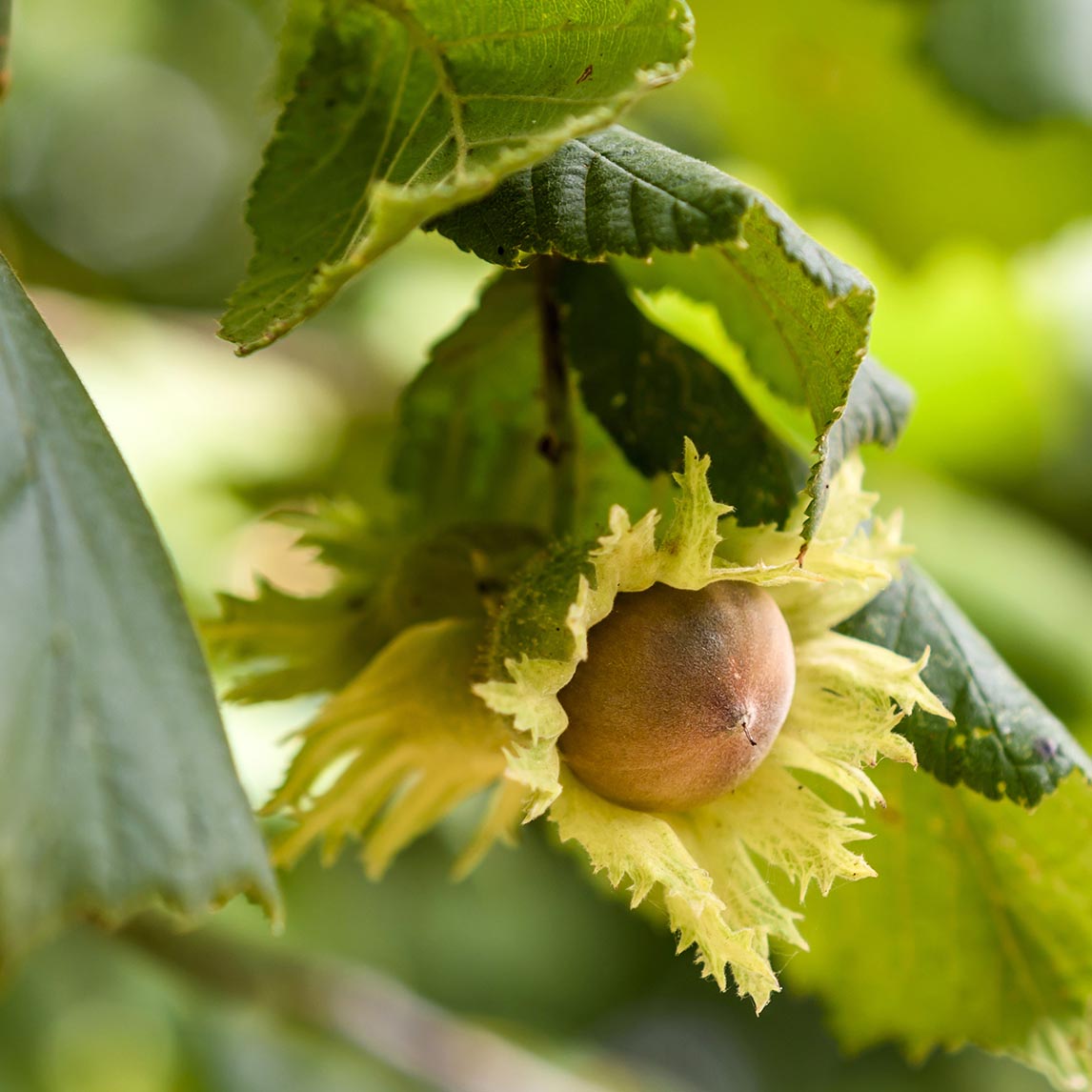 Hazelnut Pollinating Duo Ennis & Halls Giant The Diggers Club