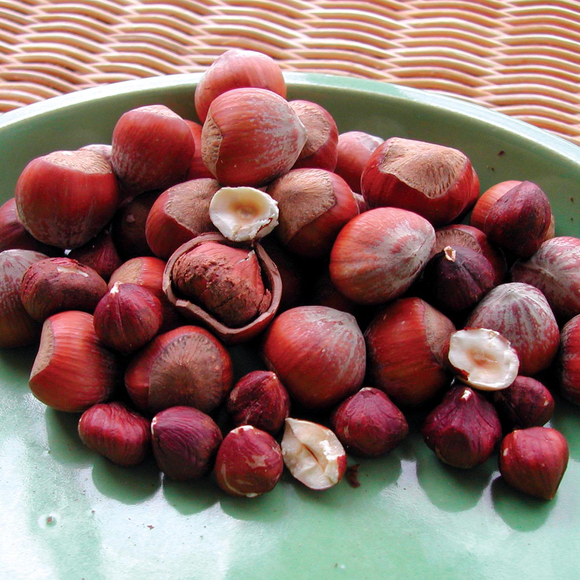 Hazelnut 'Ennis'