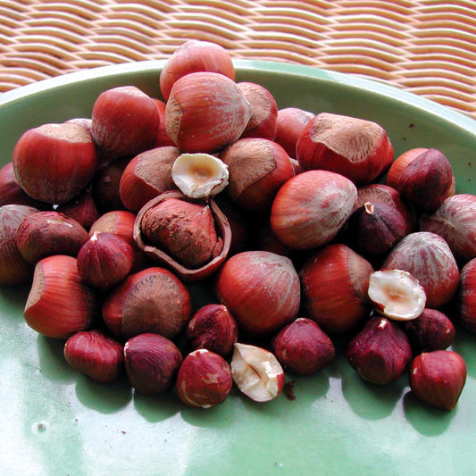 Hazelnut 'Ennis'