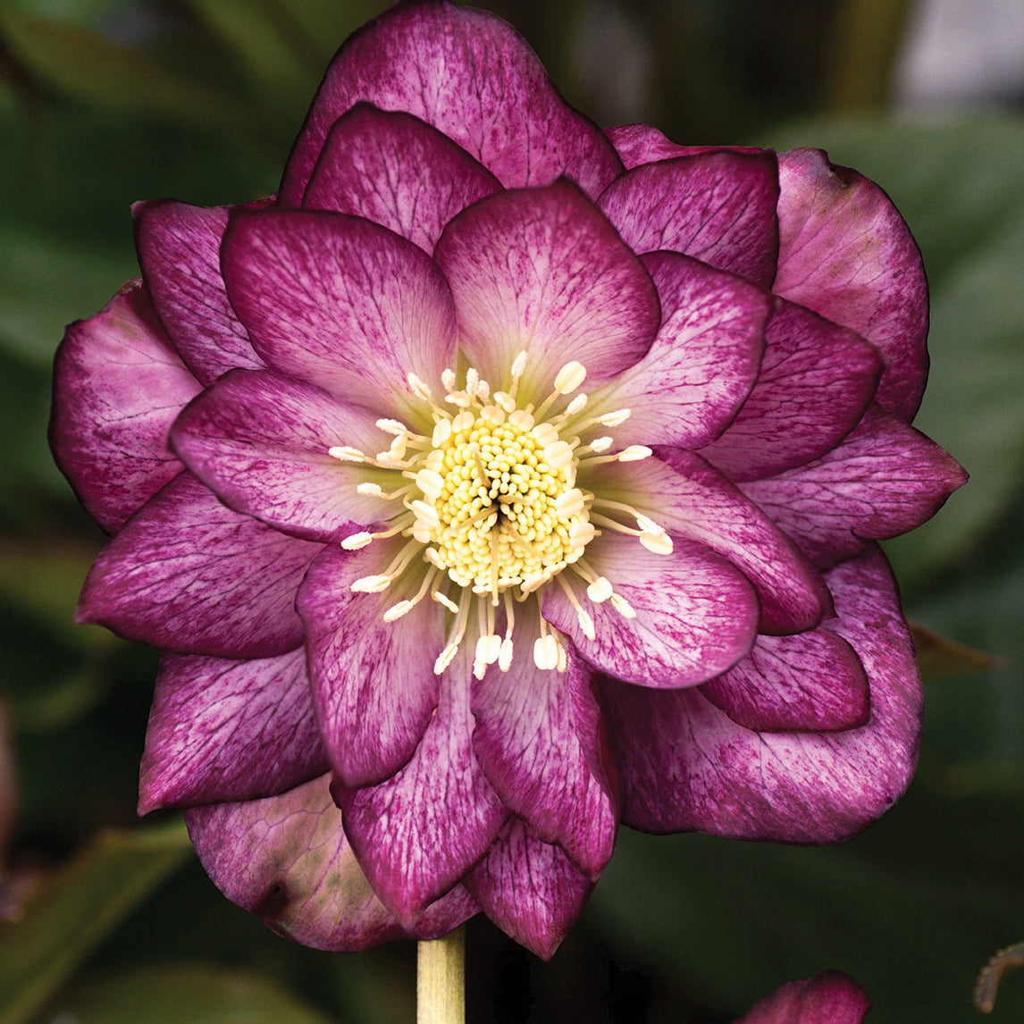 Hellebore 'Double White Painted'