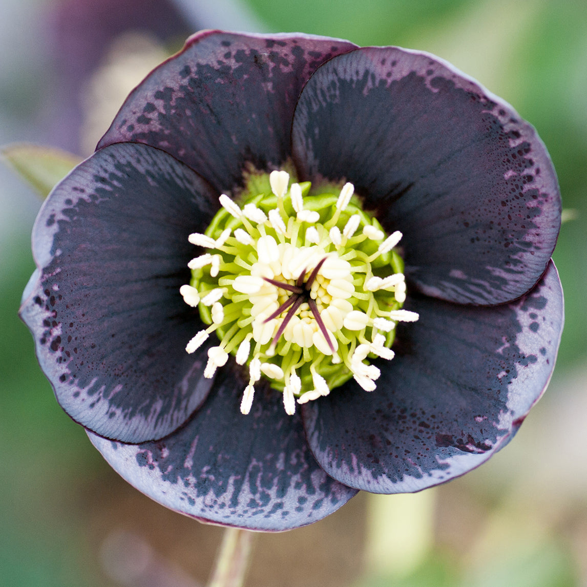 Hellebore Slate Spotted