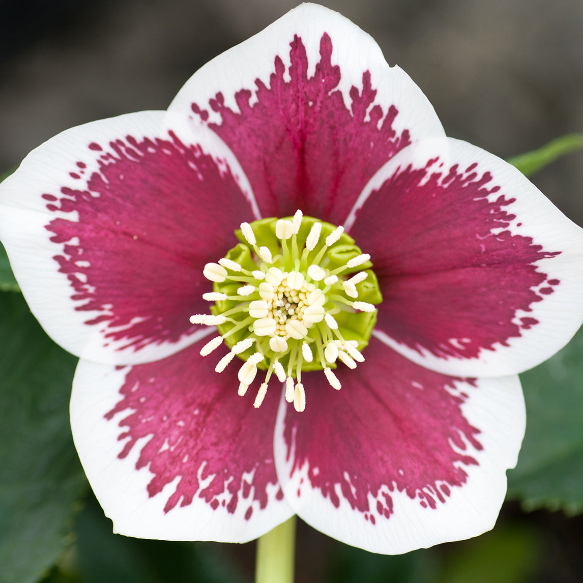 Hellebore &#39;Red Velvet&#39;