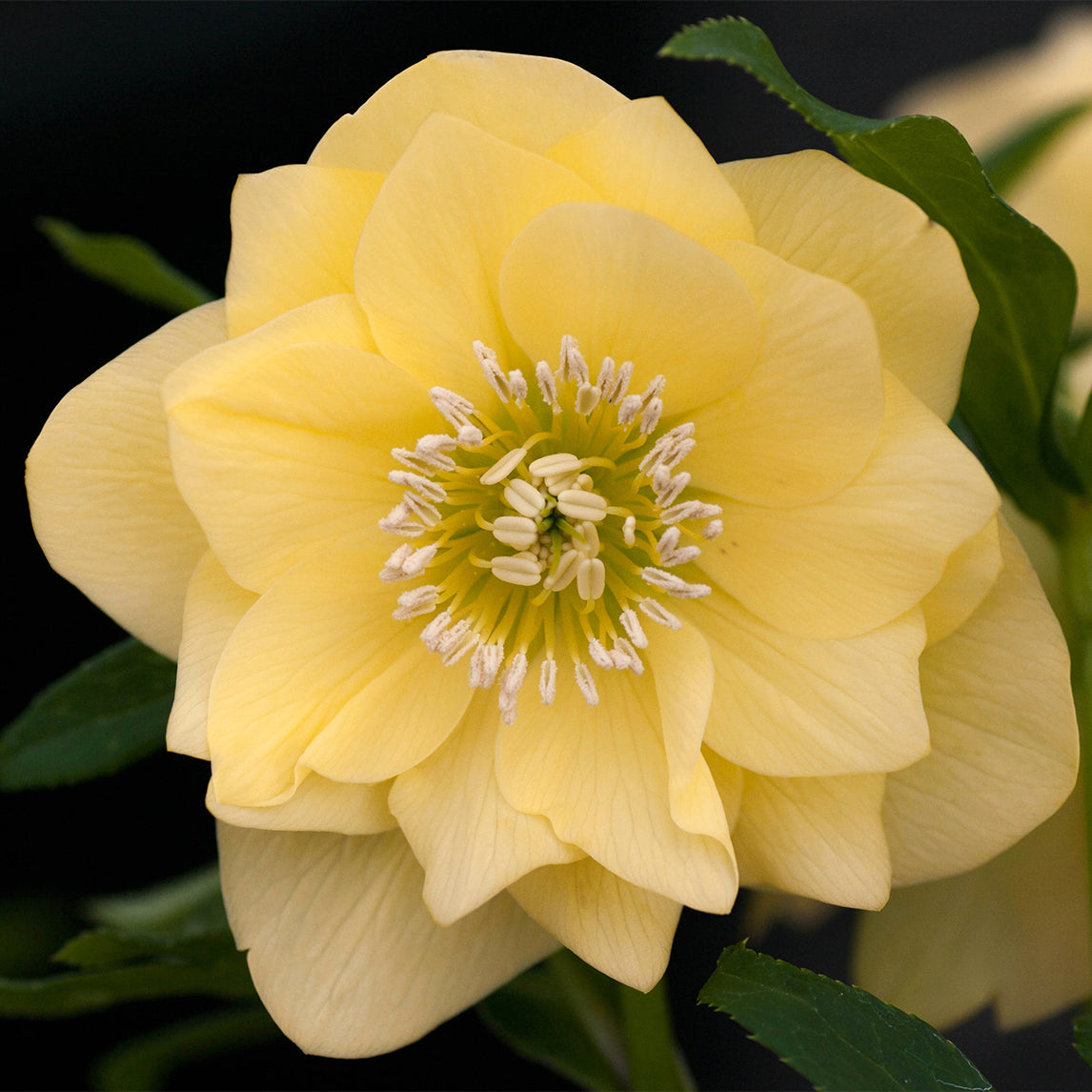 Hellebore 'Double Yellow'
