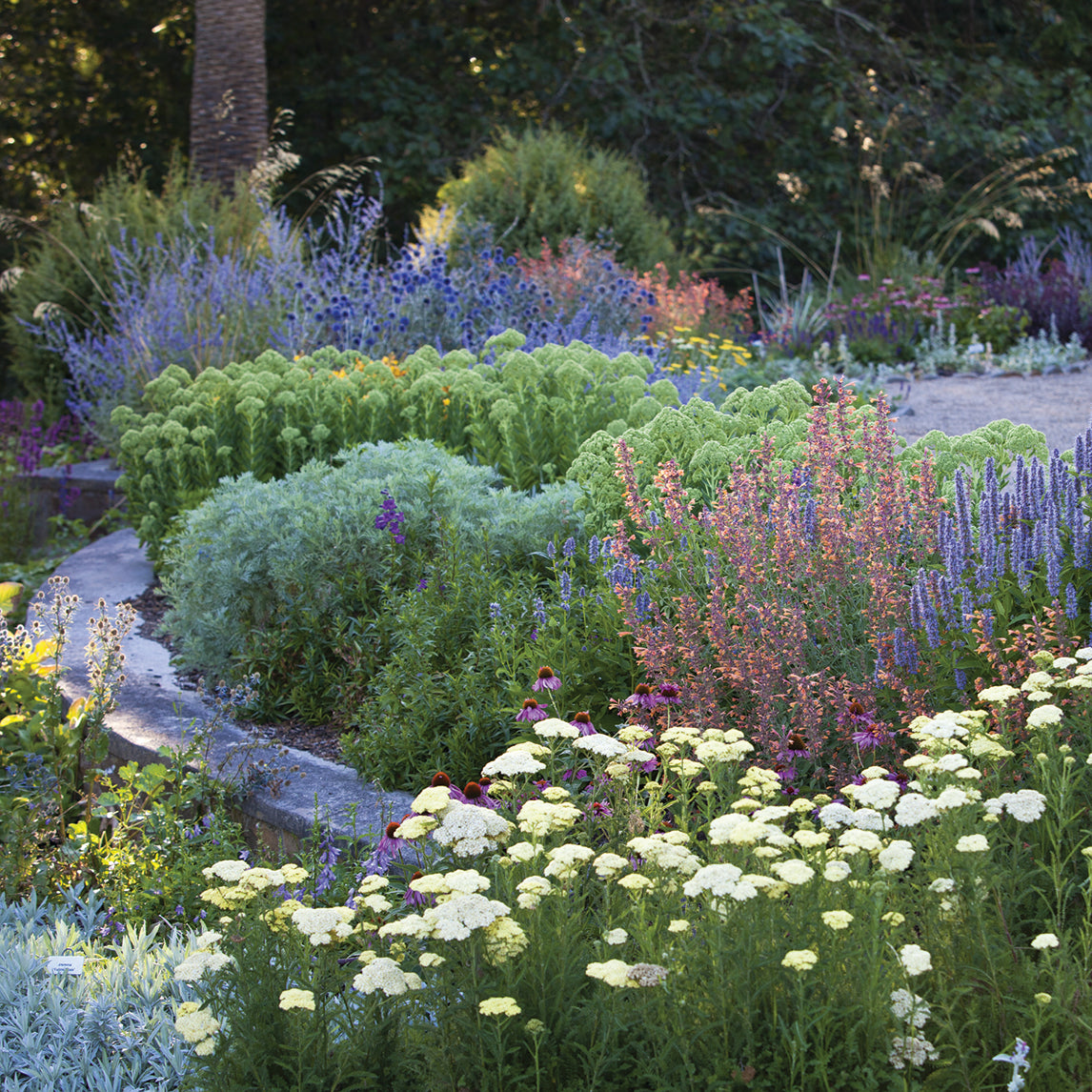 Heronswood Summer Border Collection