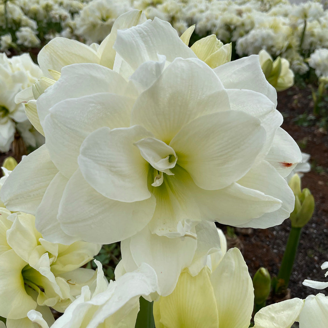 Hippeastrum 'Alfresco'