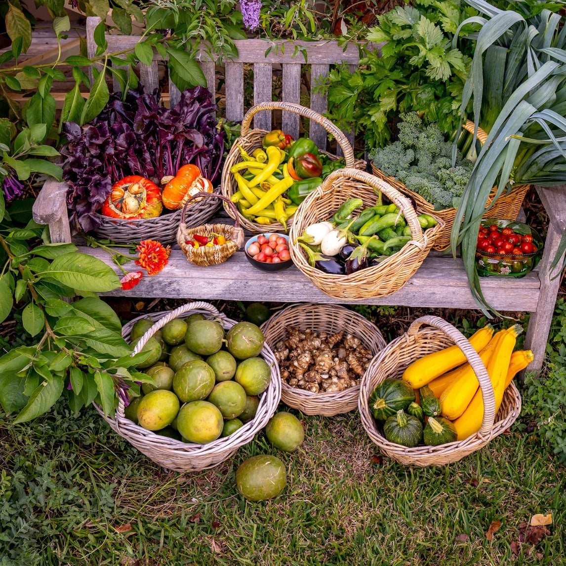 Introduction to Vegie Growing Masterclass