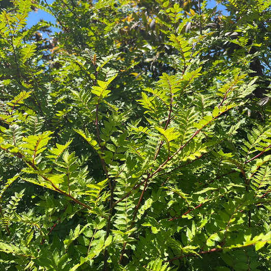 Japanese Pepper