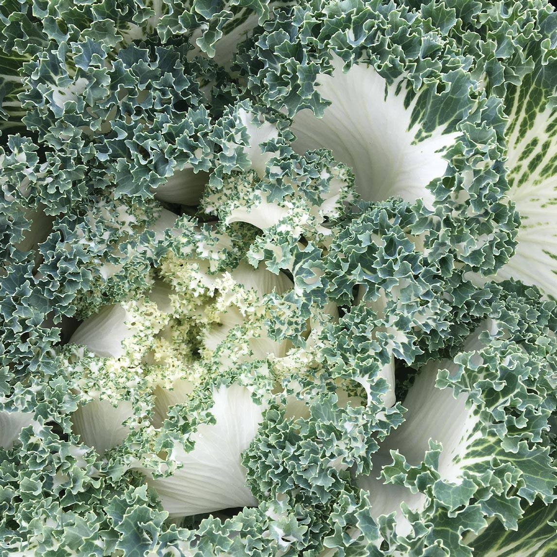 Kale 'Ivory Garden'