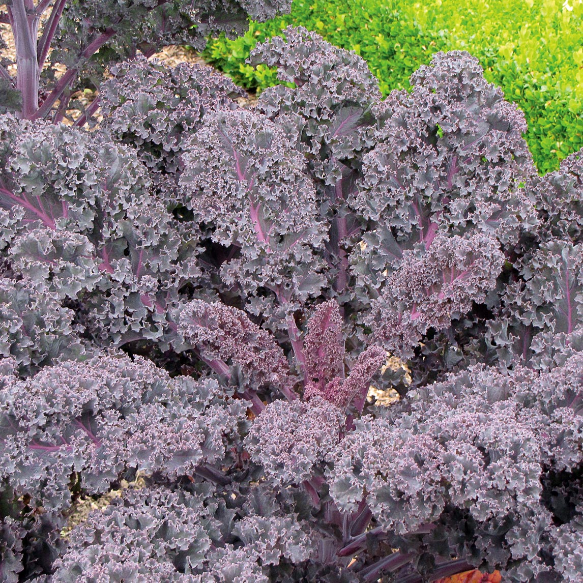 Kale 'Red Bore' f1