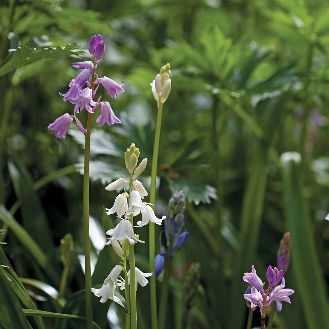 Mixed Bells