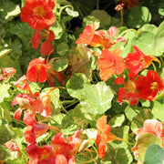 Nasturtium 'Alaska Scarlet'