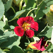 Nasturtium ‘Black Velvet’