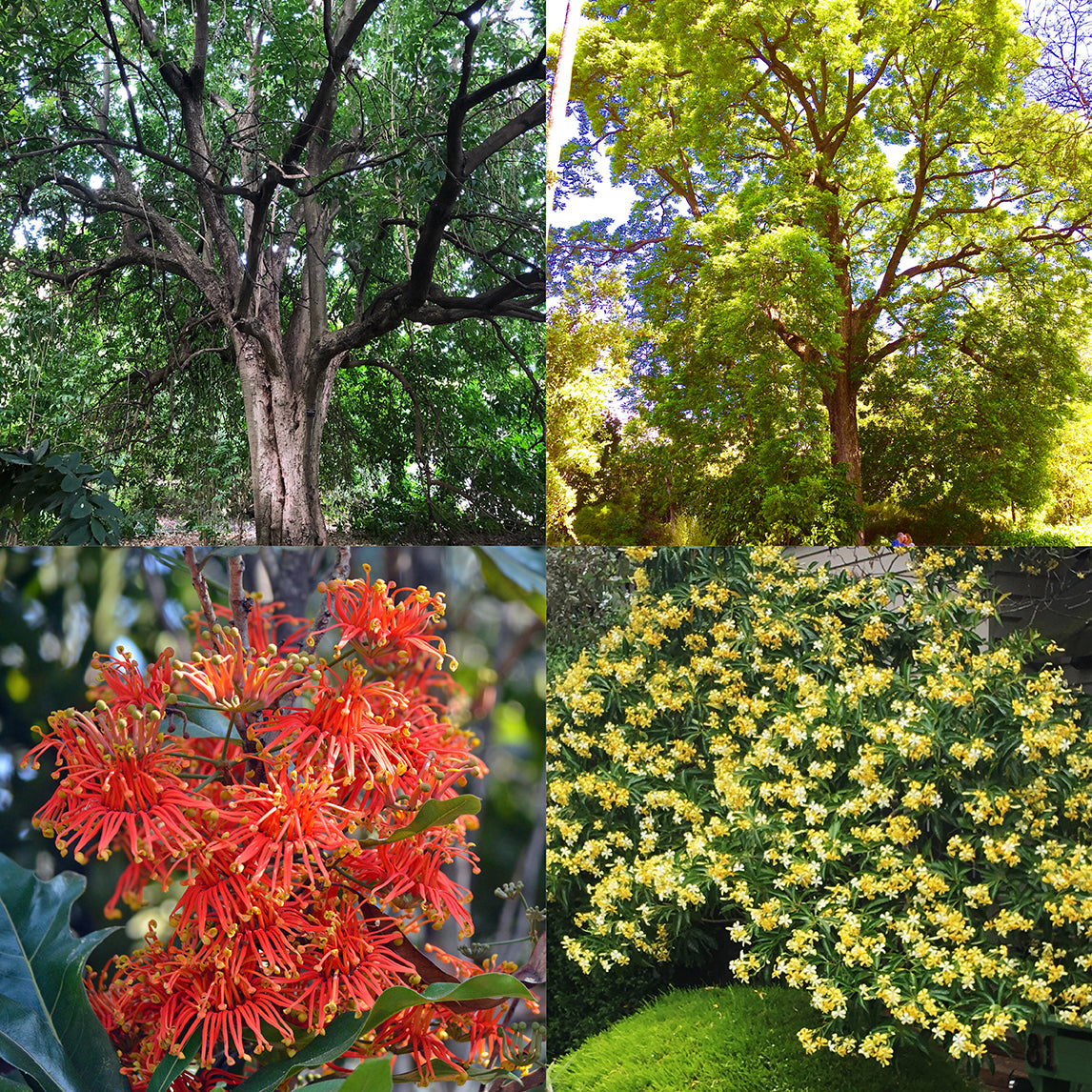 Native Tree Collection