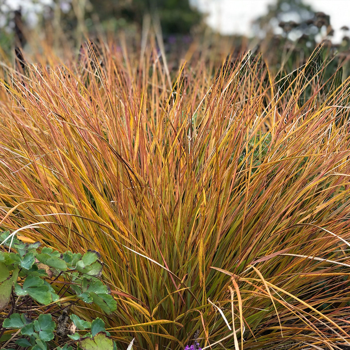 New Zealand Wind Grass