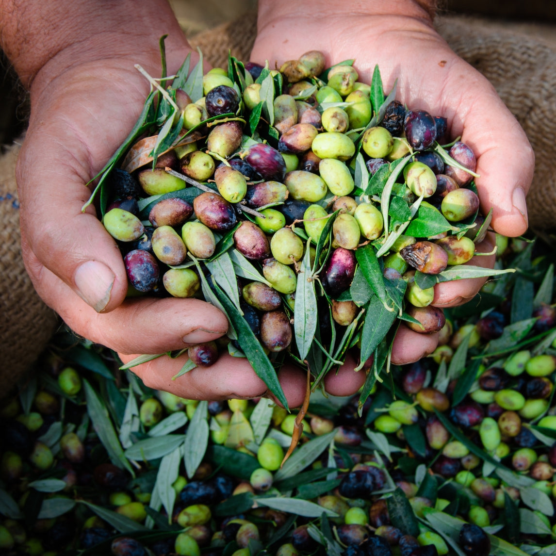 Olive Preserving Workshop