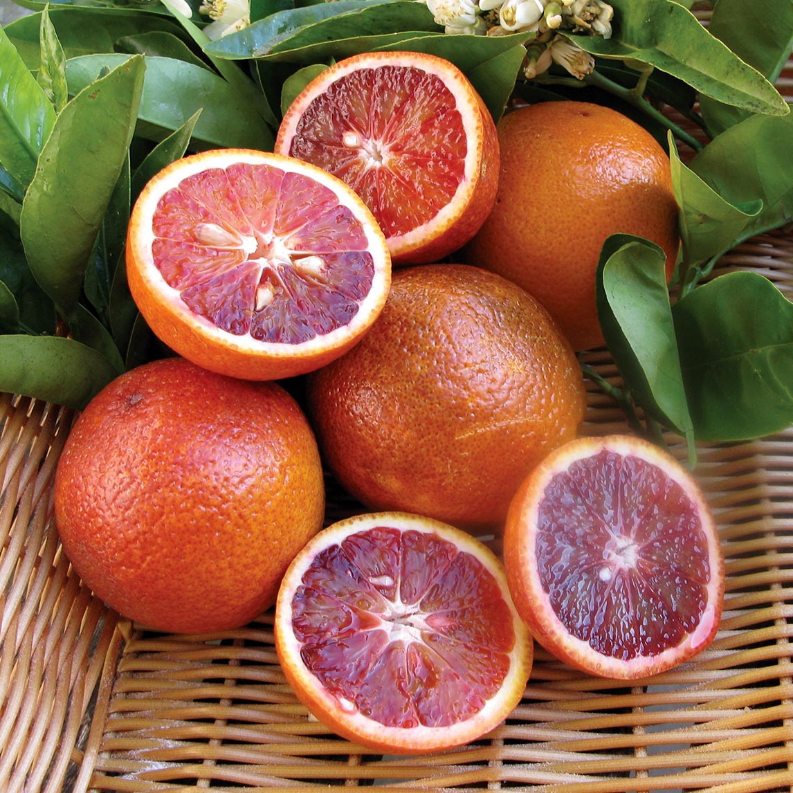 Orange 'Arnold's Blood'
