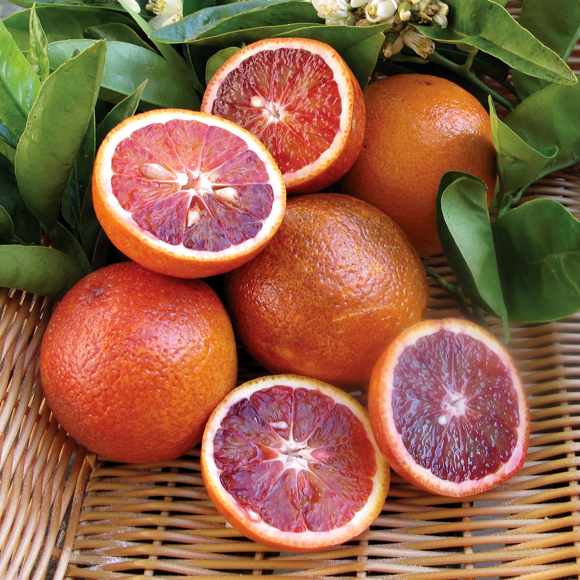 Orange - 'Arnold's Blood Orange' - Citrange - The Diggers Club