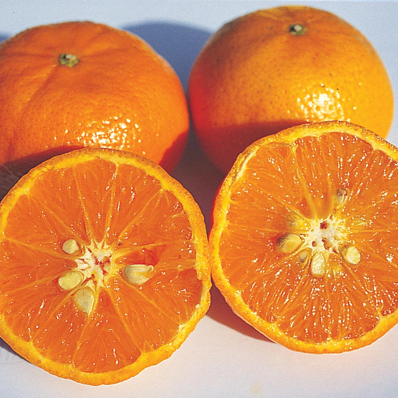 Orange 'Hamlin' - The Diggers Club