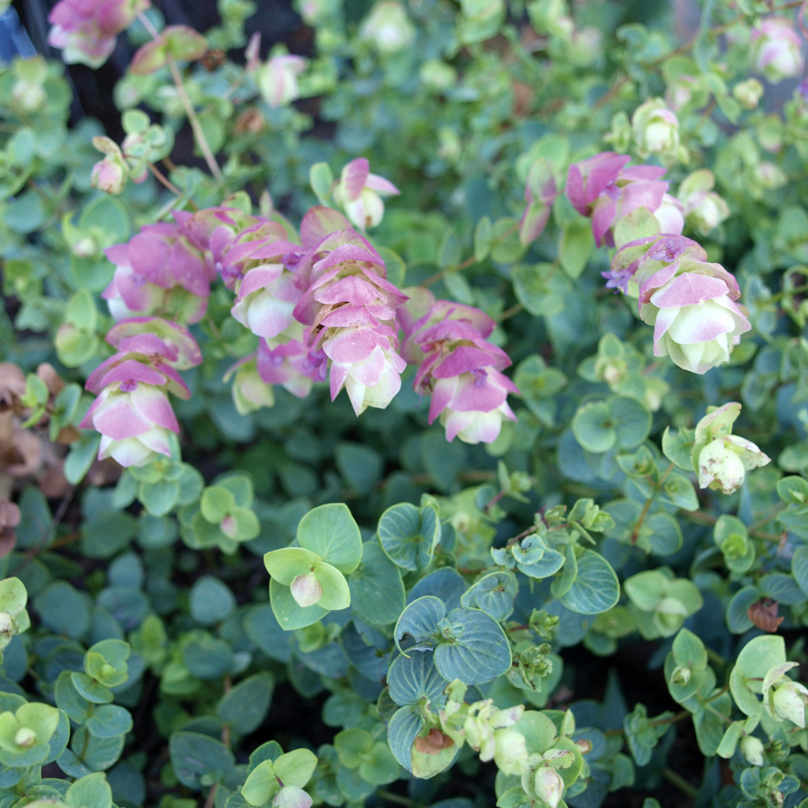 Origanum 'Kent Beauty'