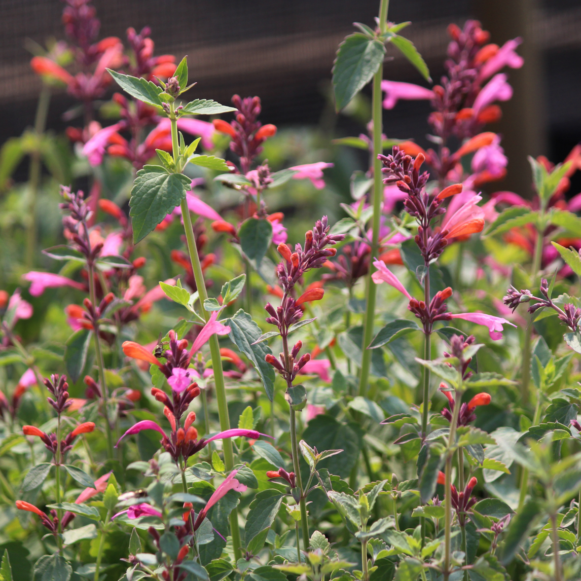 Agastache 'Salmon And Pink'
