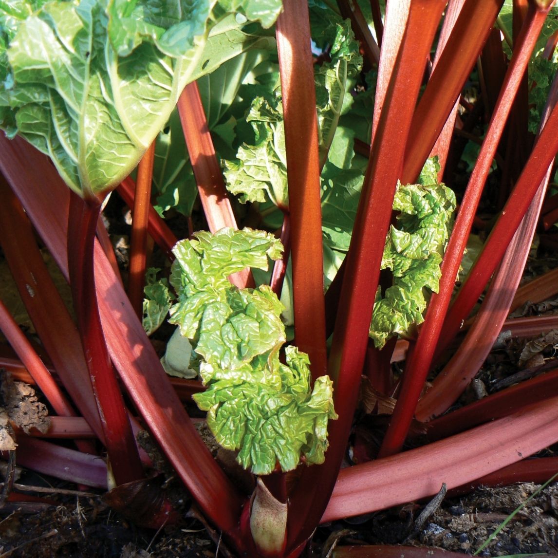 Rhubarb 'Cherry Red' Crown - The Diggers Club