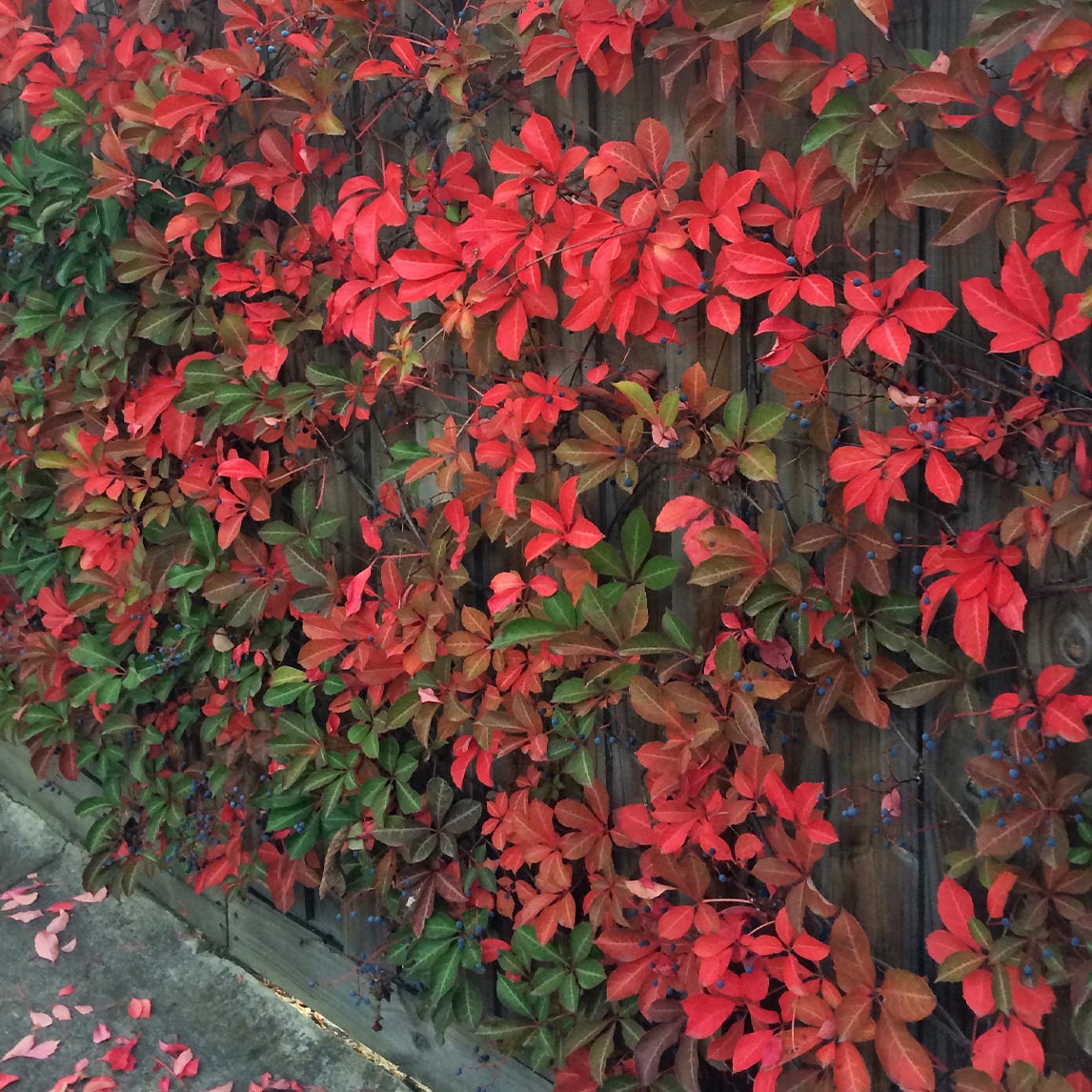 Silver Vein Creeper