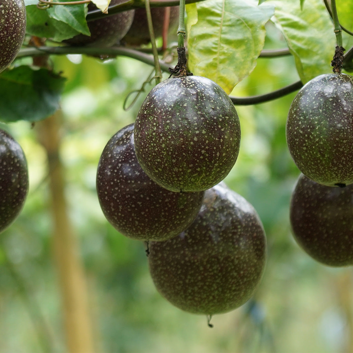 Passionfruit 'Black'