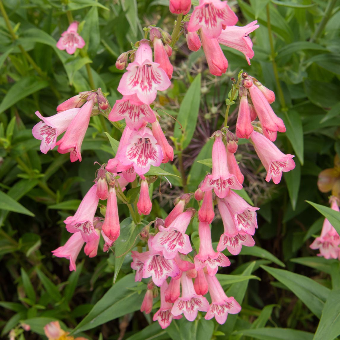 Penstemon 'Hidcote Pink'