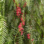 Peppercorn Tree