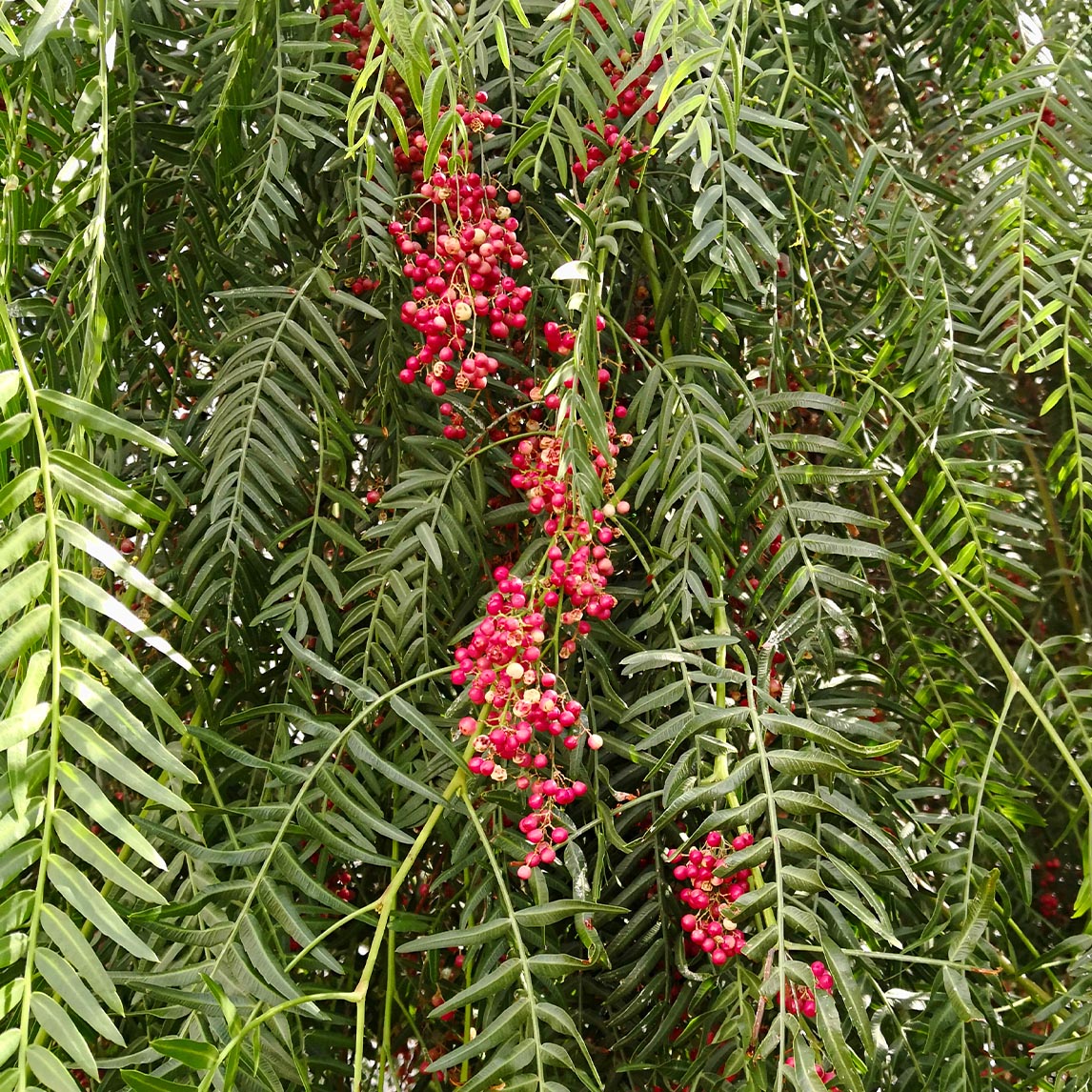 Pepper Tree
