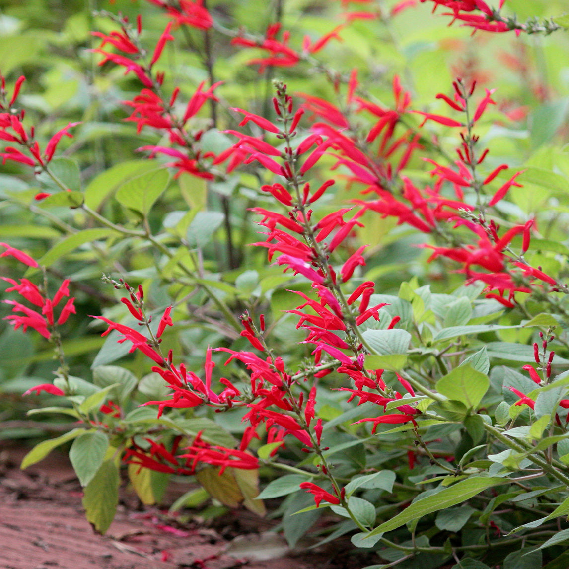 Pineapple Sage