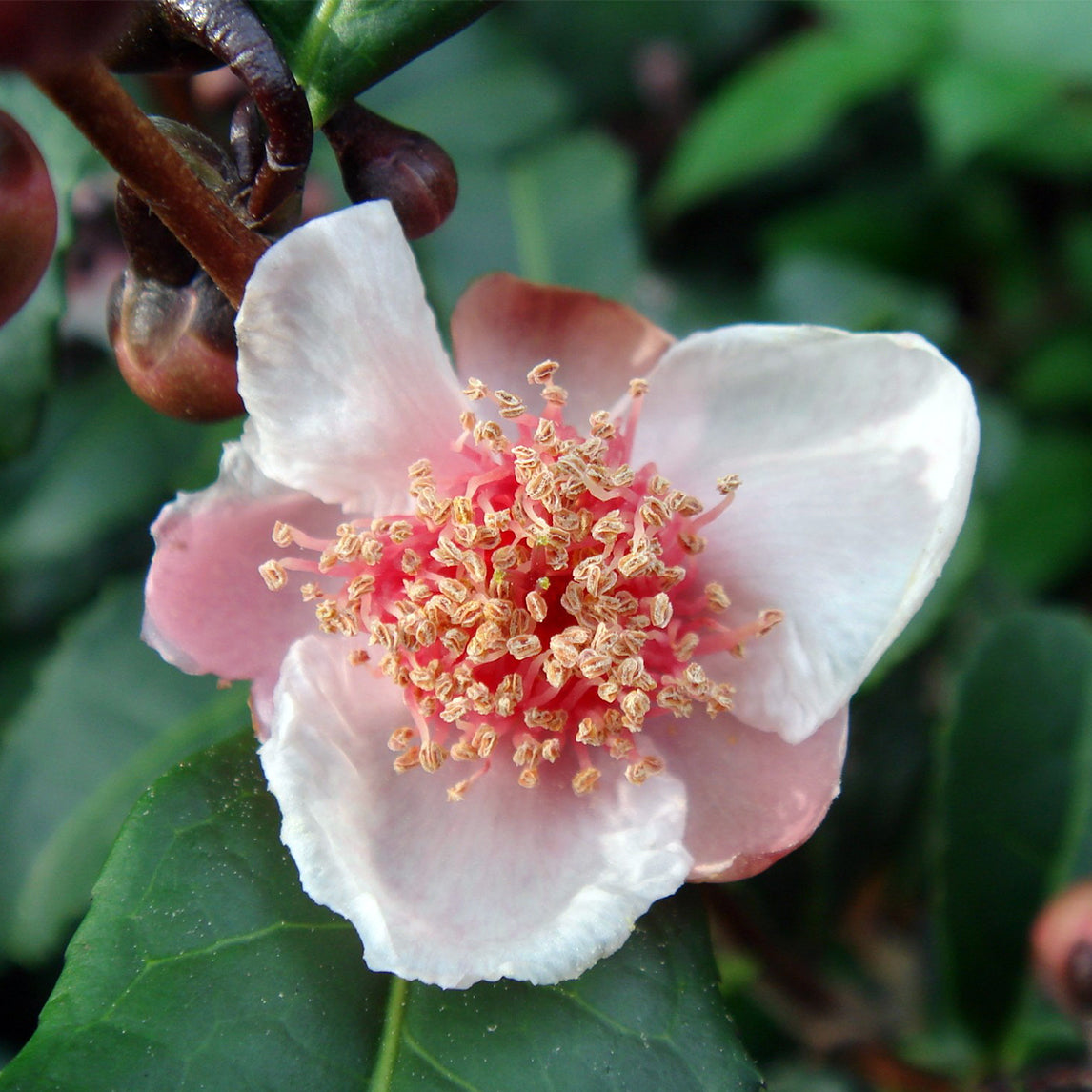Pink Tea Plant