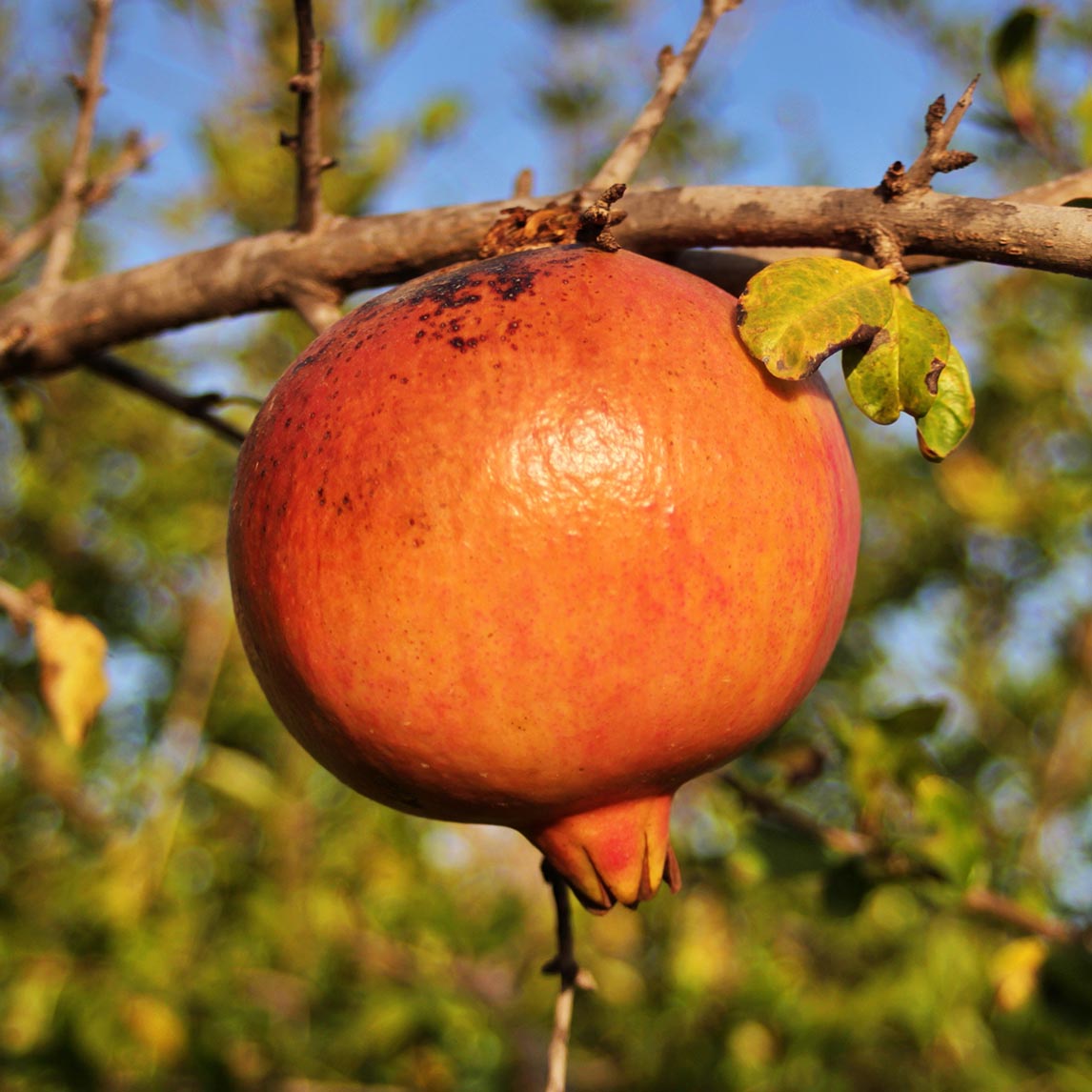 Pomegranate ‘Mollar de Jativa’